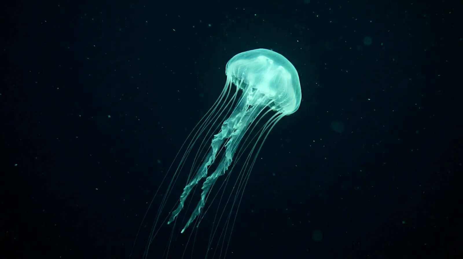 SONDA — demo inmersivo: medusa bioluminiscente en la penumbra oceánica